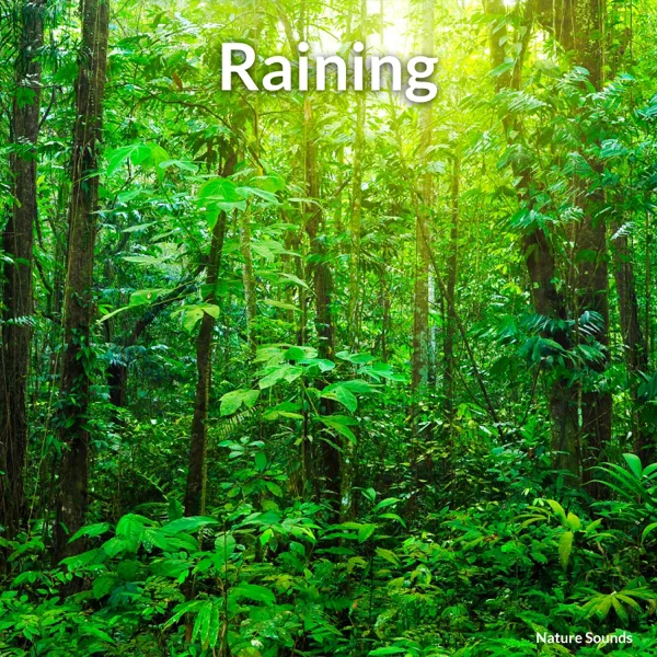 Light Rain — Nature Sounds