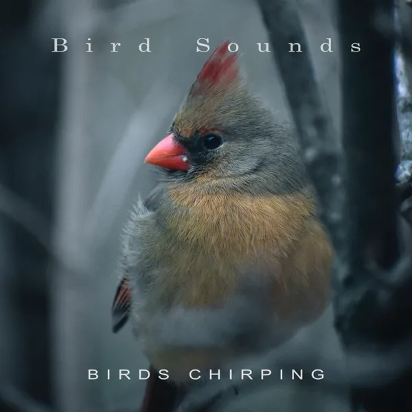 Lovely Birds — Bird Sounds