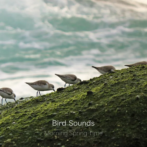 Relaxation — Bird Sounds