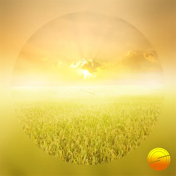 Skyline — Sunlight Project
