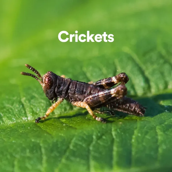 The Sound of Crickets — Nature Sounds