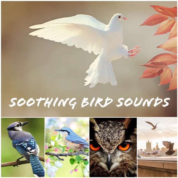 Woodland Symphony — Bird Sounds